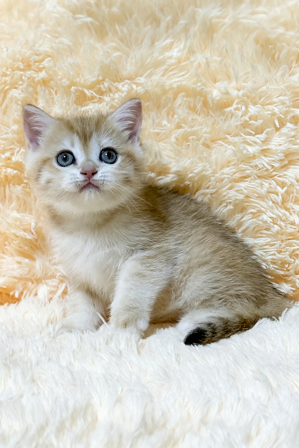 Ulana | British Shorthair Kitten
