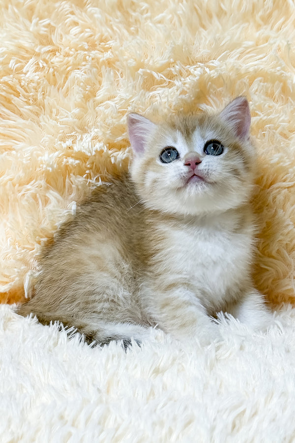 Ulana | British Shorthair Kitten