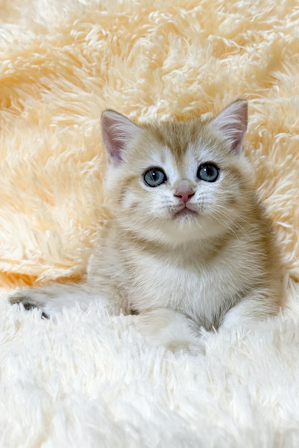 Ulana | British Shorthair Kitten