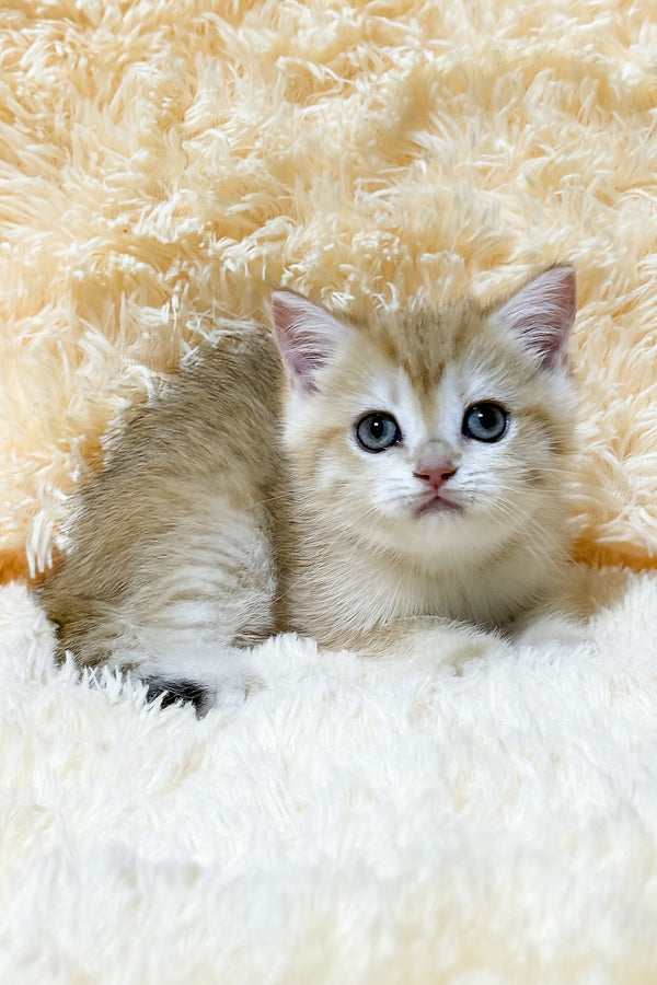 Ulana | British Shorthair Kitten
