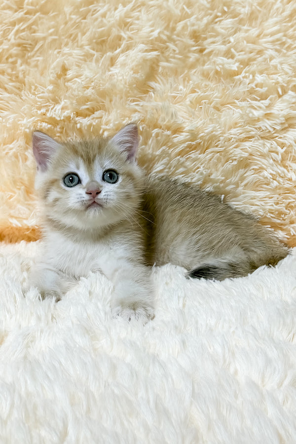 Ulana | British Shorthair Kitten