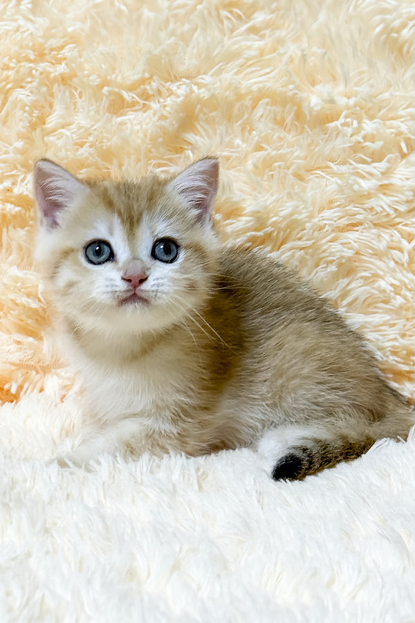 Ulana | British Shorthair Kitten