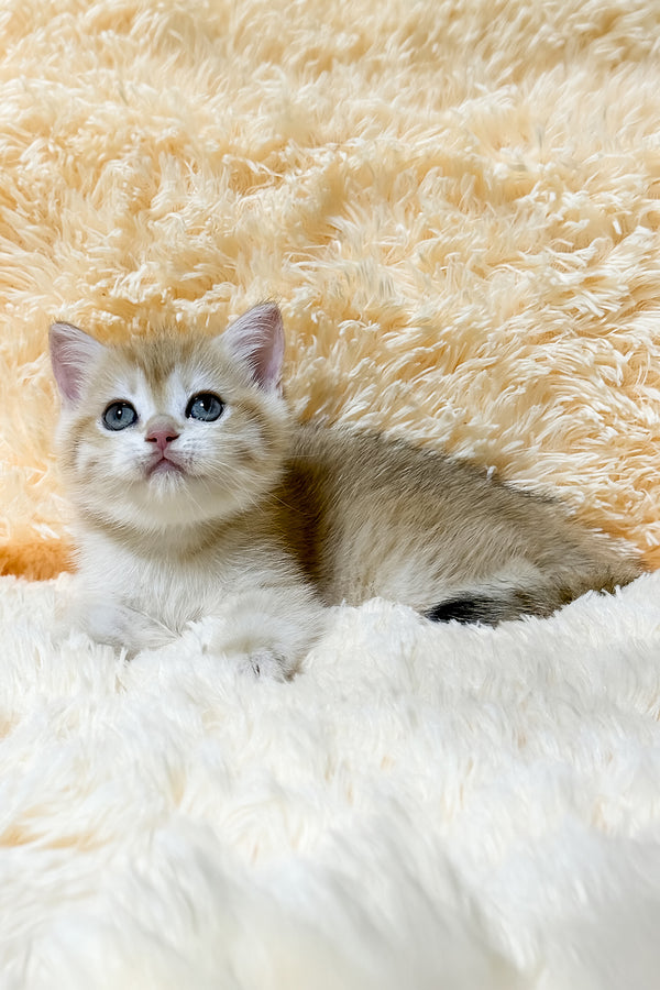 Ulana | British Shorthair Kitten