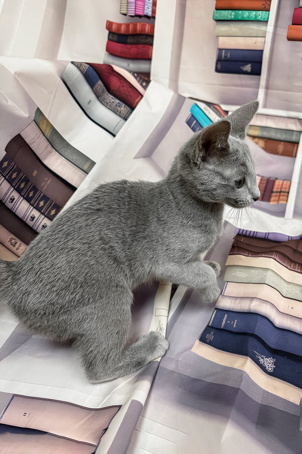 Umka | Russian Blue Kitten