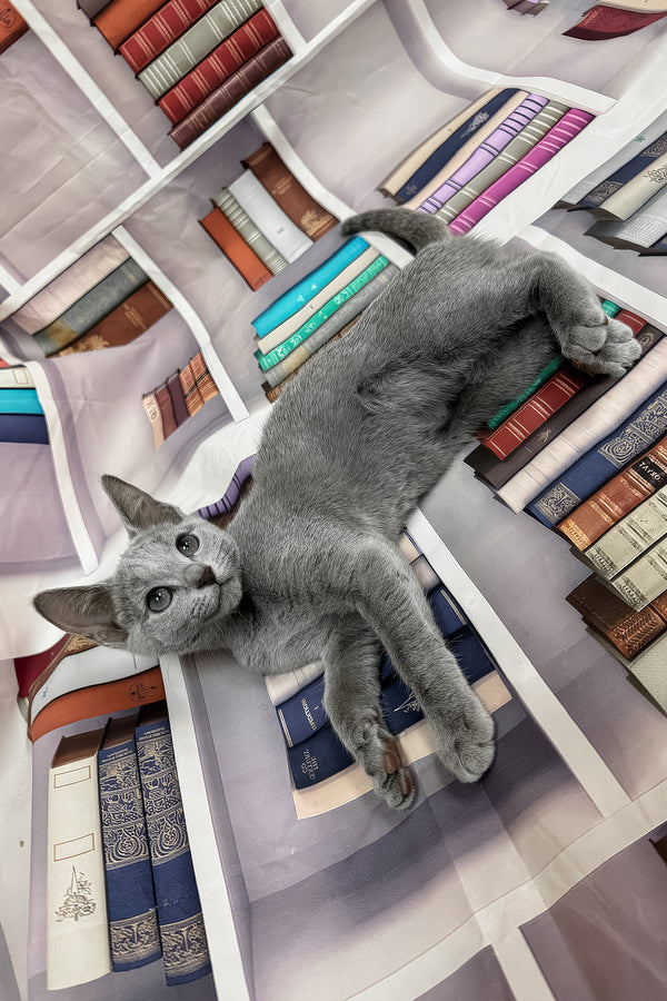 Umka | Russian Blue Kitten