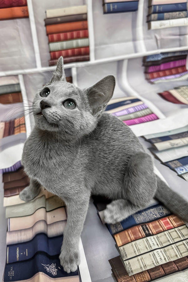 Umka | Russian Blue Kitten