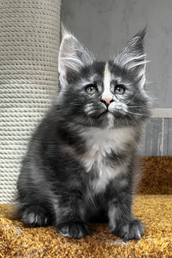 Una | Maine Coon Kitten
