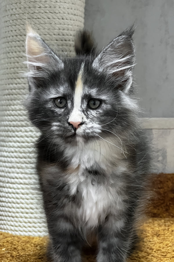 Una | Maine Coon Kitten