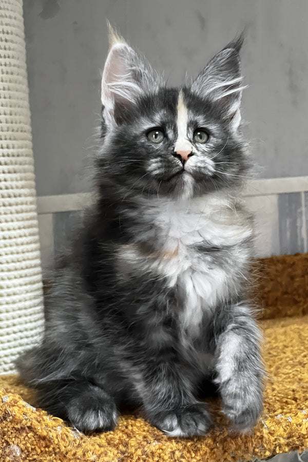 Una | Maine Coon Kitten
