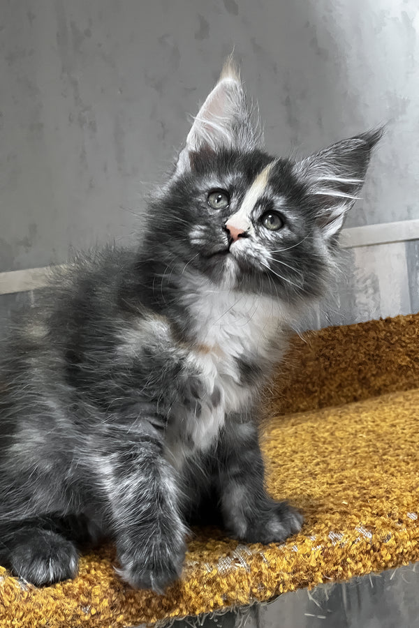Una | Maine Coon Kitten