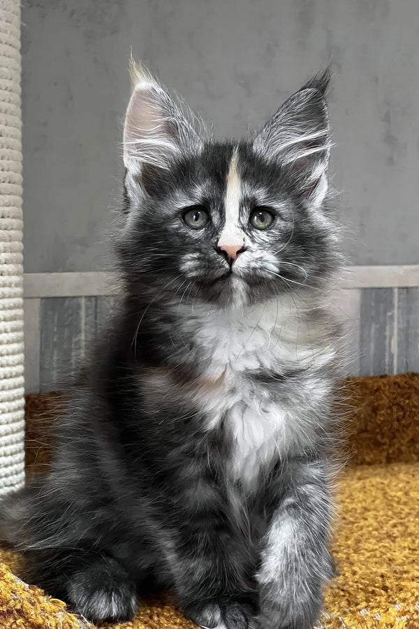Una | Maine Coon Kitten