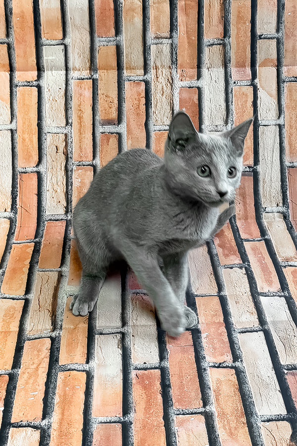 Unreal | Russian Blue Kitten