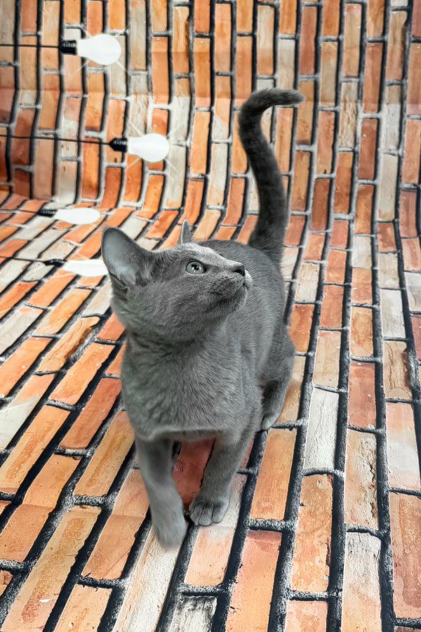 Unreal | Russian Blue Kitten