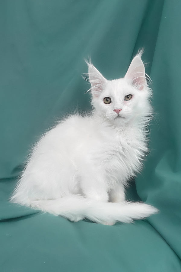 Upland | Maine Coon Kitten