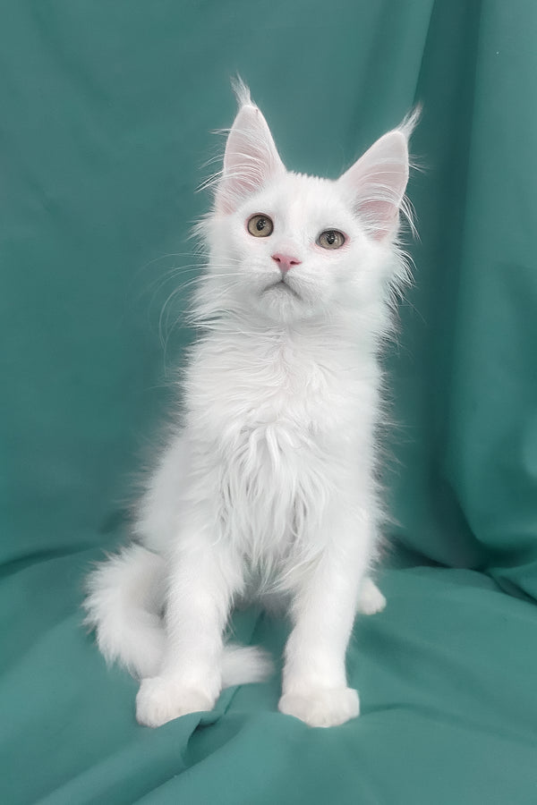 Upland | Maine Coon Kitten