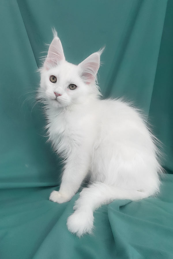 Upland | Maine Coon Kitten