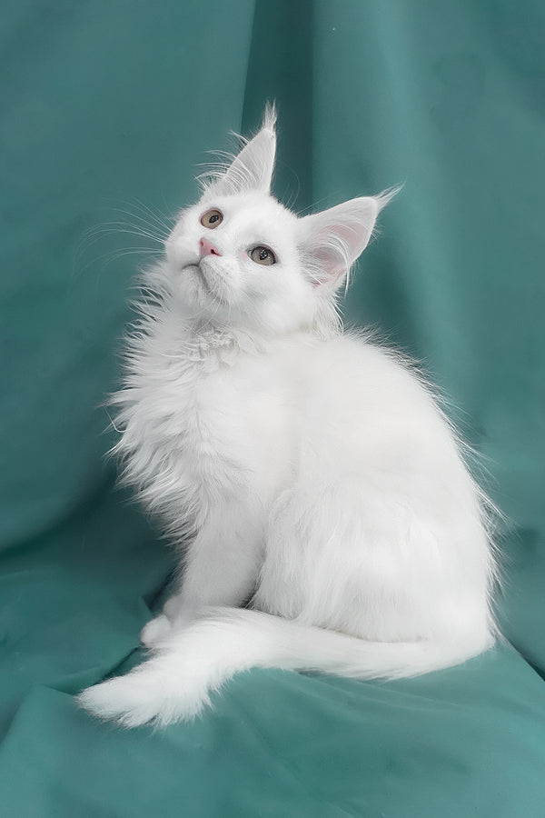 Upland | Maine Coon Kitten