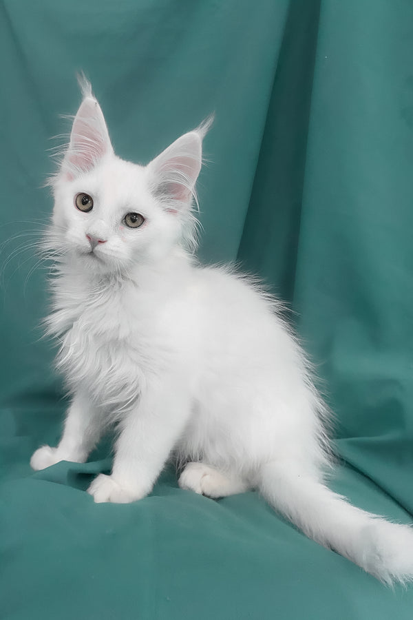 Upland | Maine Coon Kitten