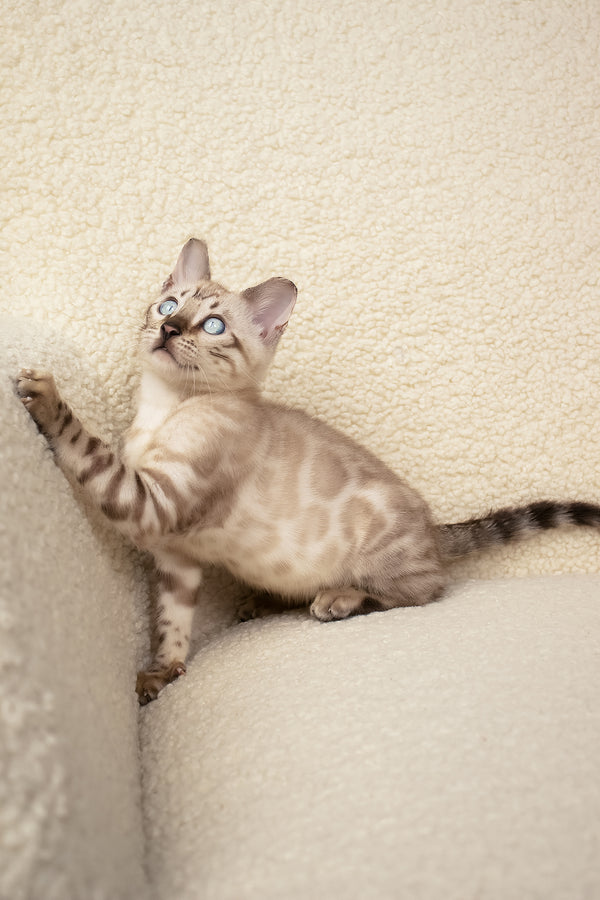 Urban | Bengal Kitten