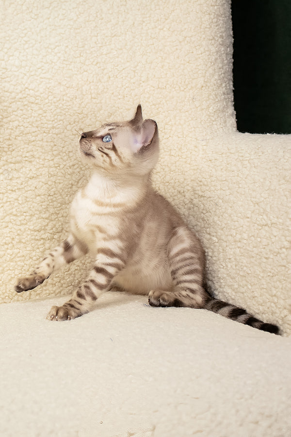 Urban | Bengal Kitten