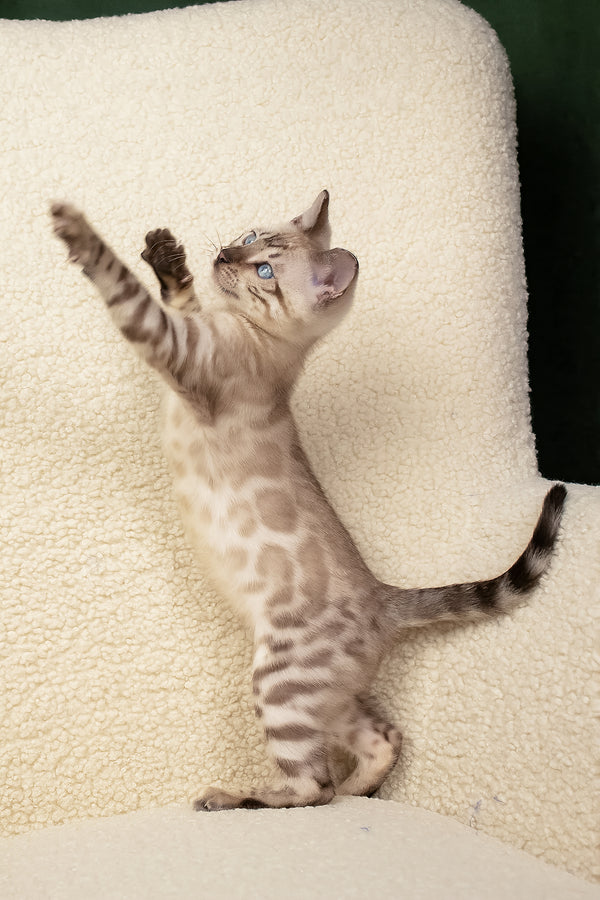 Urban | Bengal Kitten