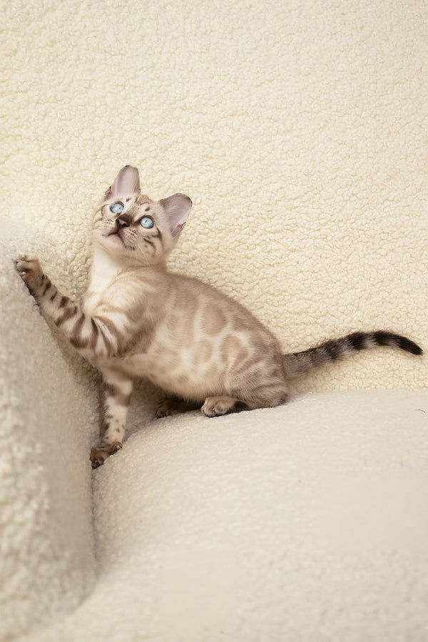 Urban | Bengal Kitten