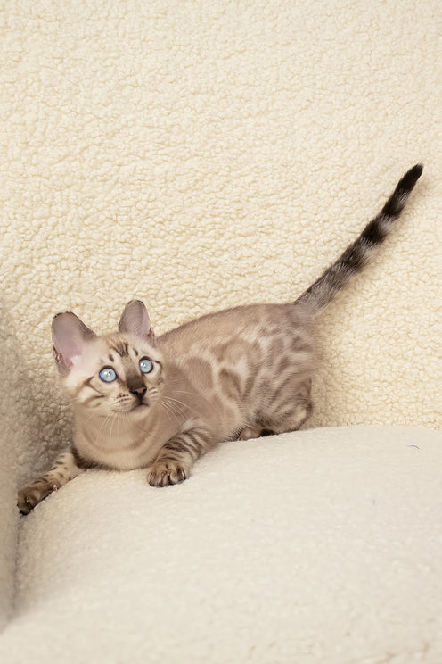 Urban | Bengal Kitten