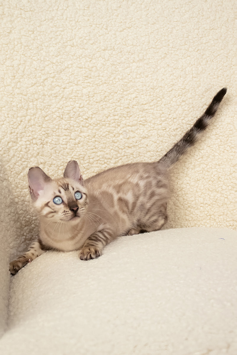 Urban | Bengal Kitten