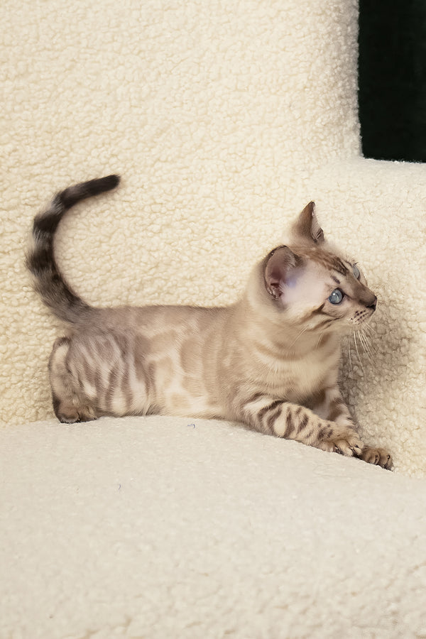 Urban | Bengal Kitten