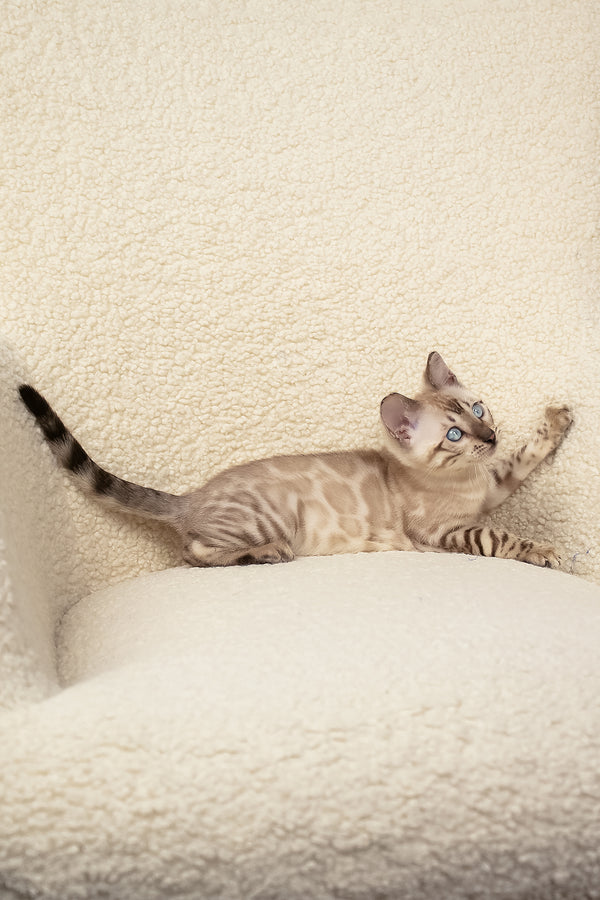 Urban | Bengal Kitten