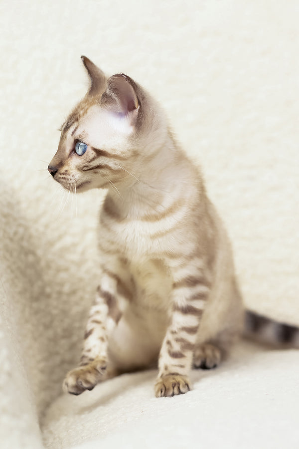 Urban | Bengal Kitten