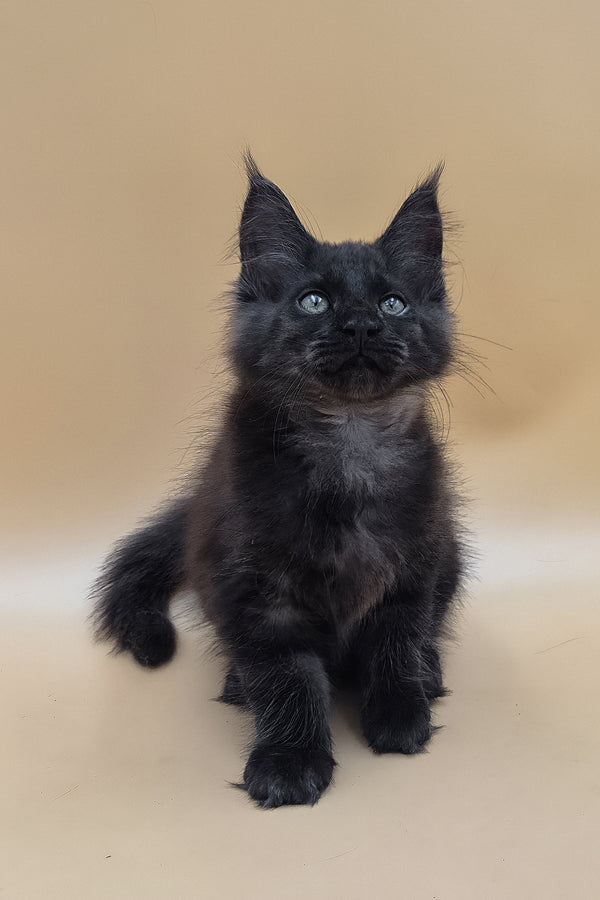 Usik | Maine Coon Kitten