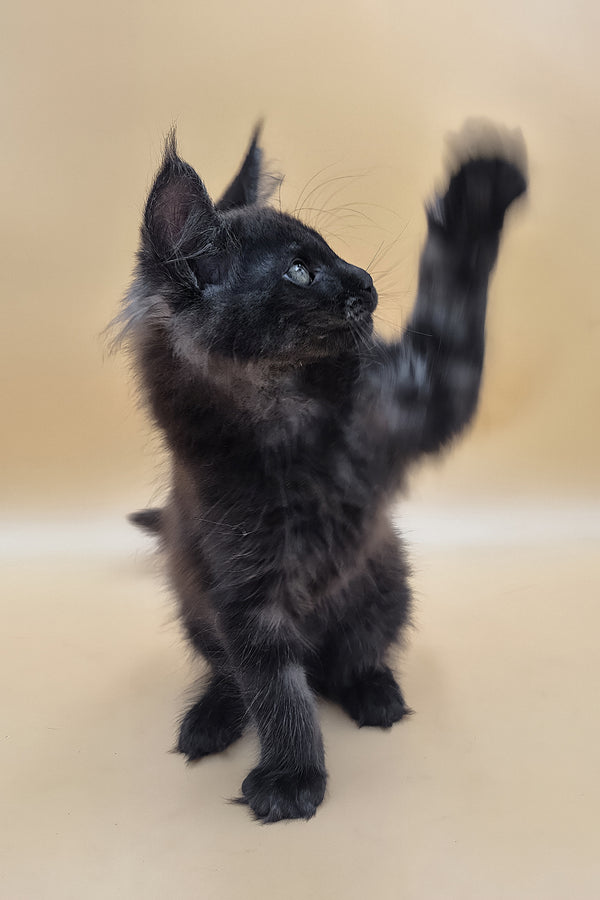 Usik | Maine Coon Kitten
