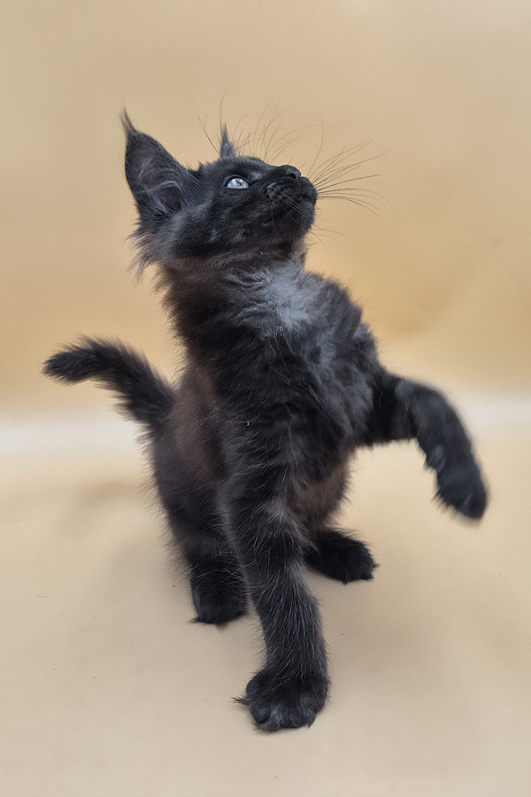 Usik | Maine Coon Kitten