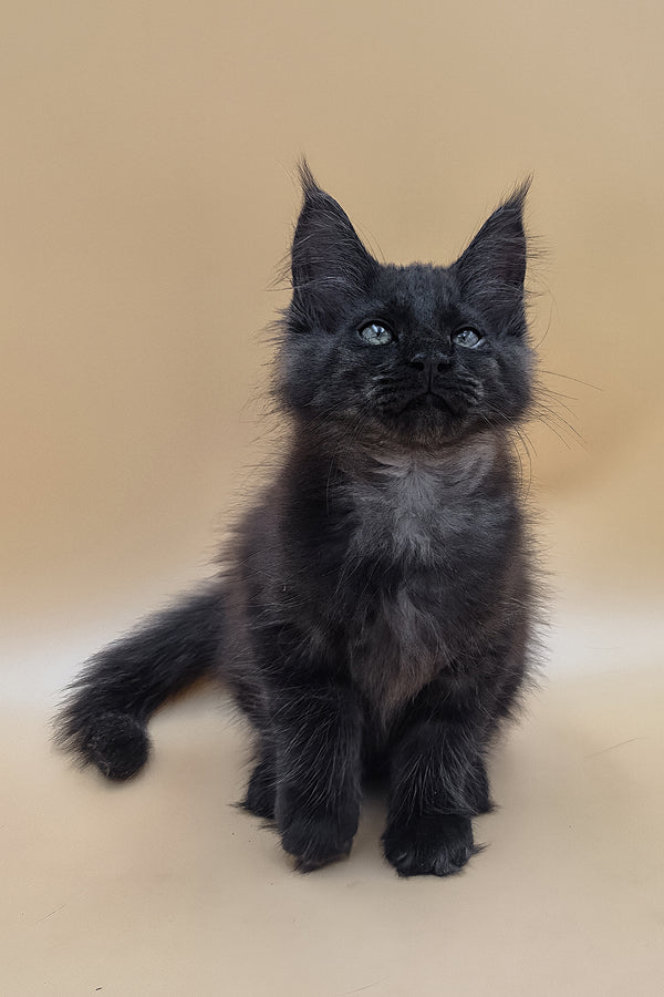 Usik | Maine Coon Kitten