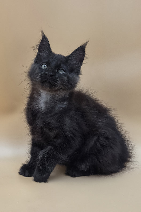 Usik | Maine Coon Kitten