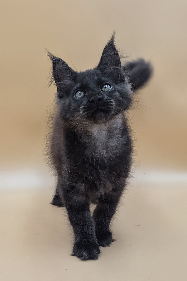 Usik | Maine Coon Kitten