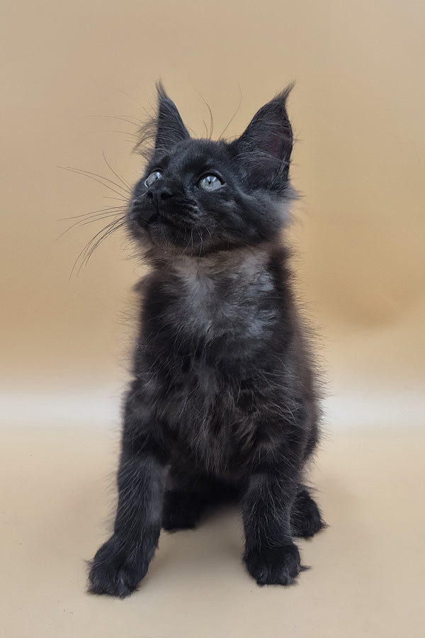 Usik | Maine Coon Kitten
