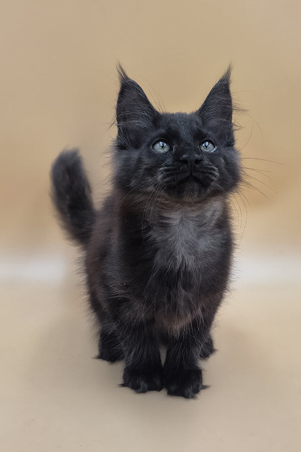 Usik | Maine Coon Kitten