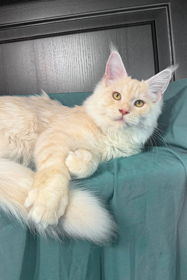 Vitor | Maine Coon Kitten