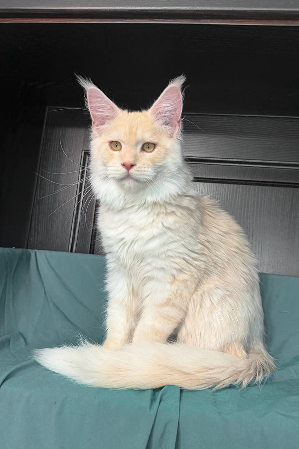Vitor | Maine Coon Kitten