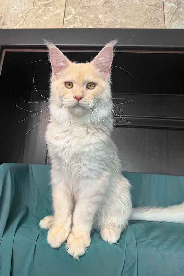 Vitor | Maine Coon Kitten