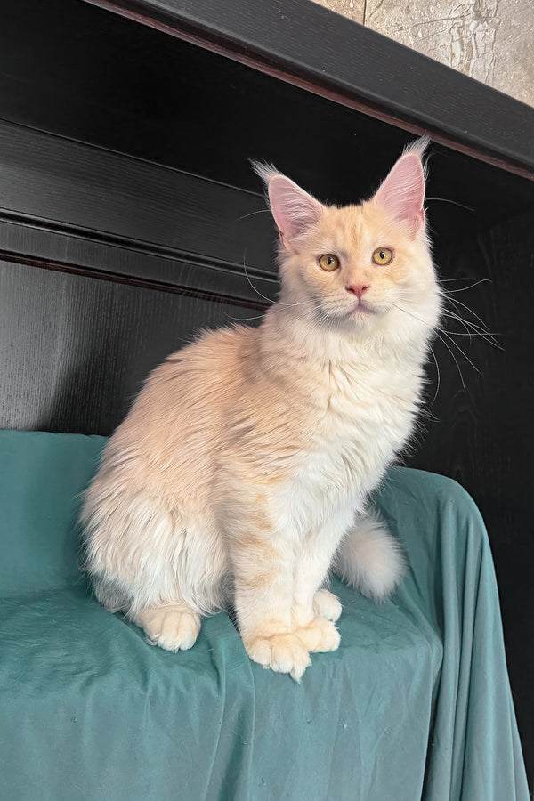 Vitor | Maine Coon Kitten