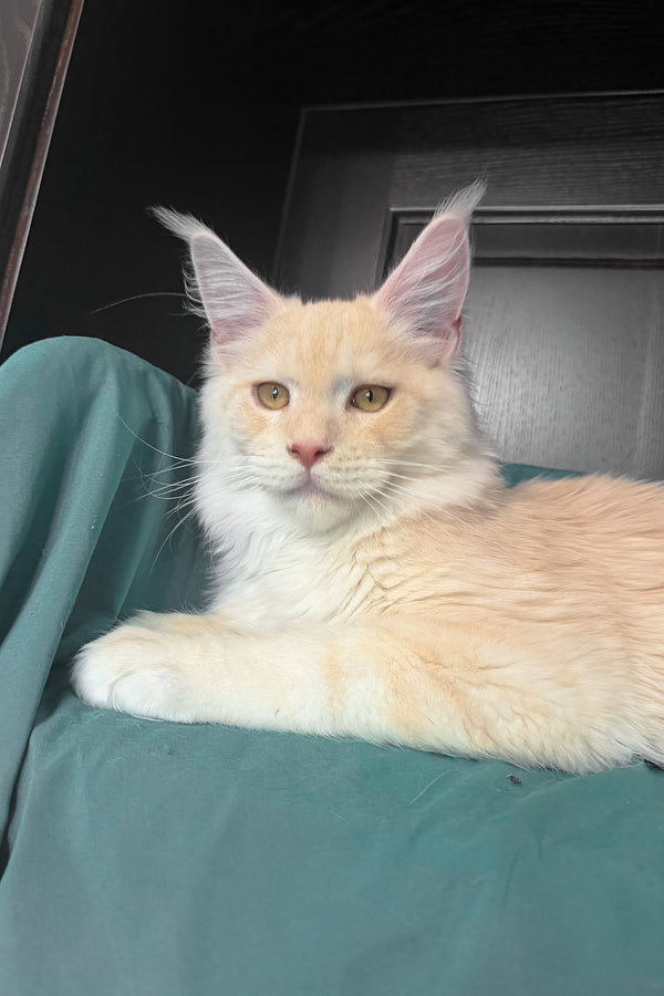 Vitor | Maine Coon Kitten