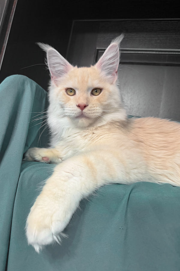 Vitor | Maine Coon Kitten