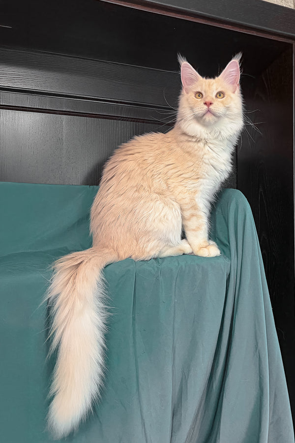 Vitor | Maine Coon Kitten