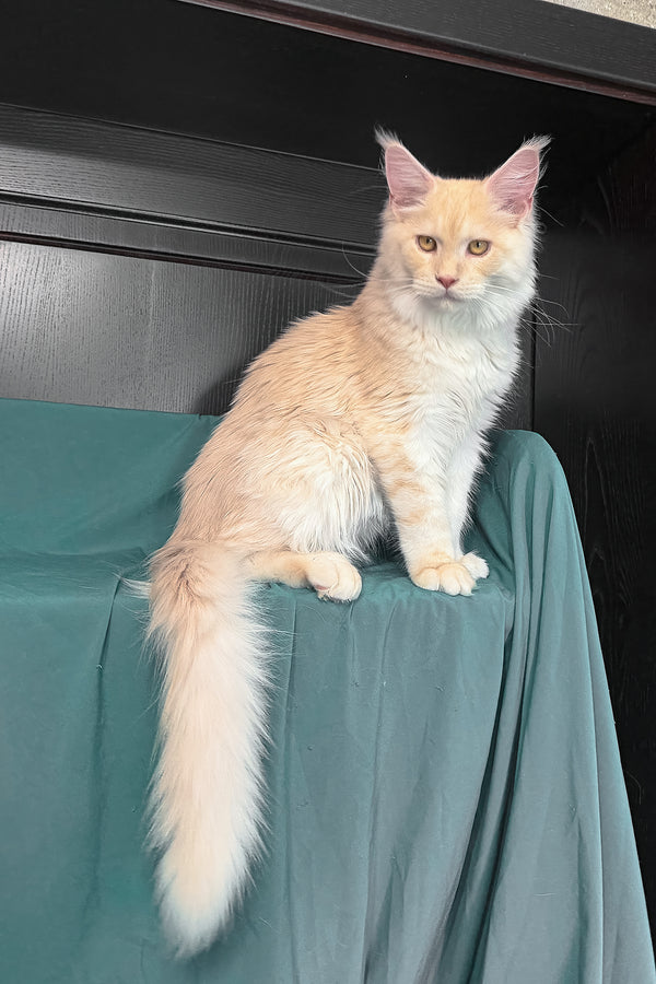 Vitor | Maine Coon Kitten