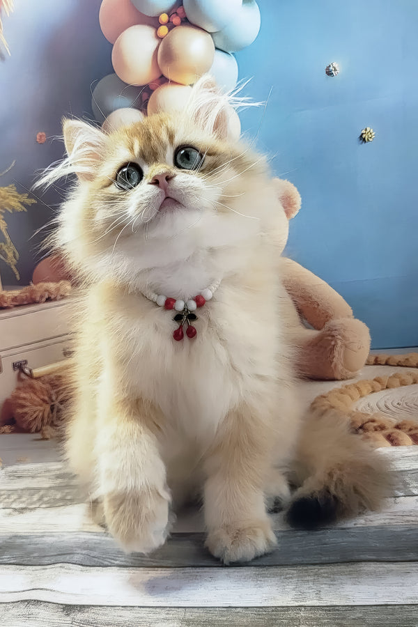 Vanya | British Longhair Kitten