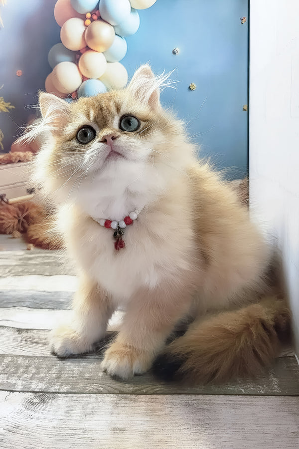 Vanya | British Longhair Kitten