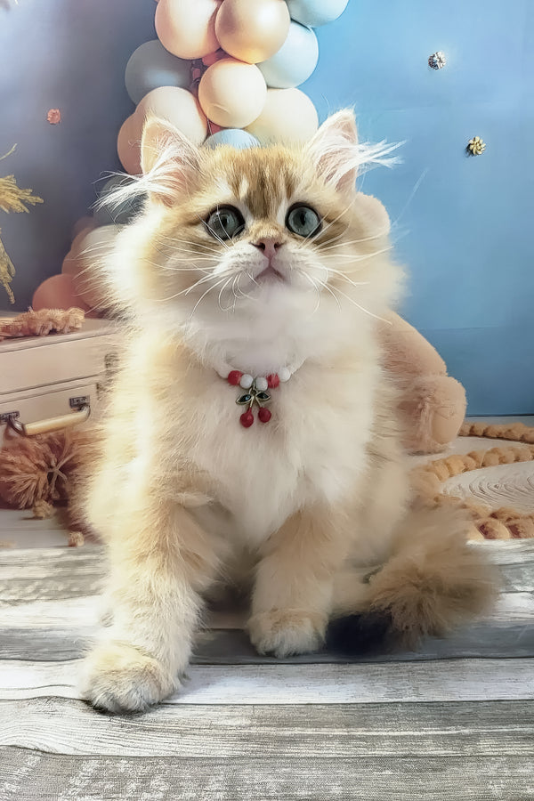 Vanya | British Longhair Kitten